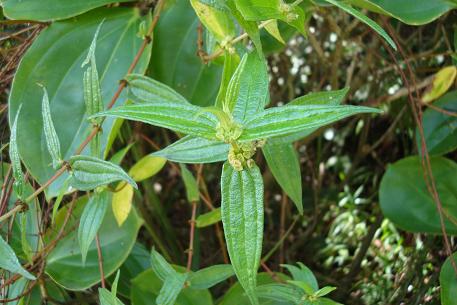 Gonostegia hirta